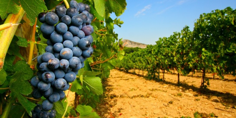 9455_temp_file_Vigne3-848x425