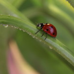 Laissez les plantes vous défendre contre les nuisibles