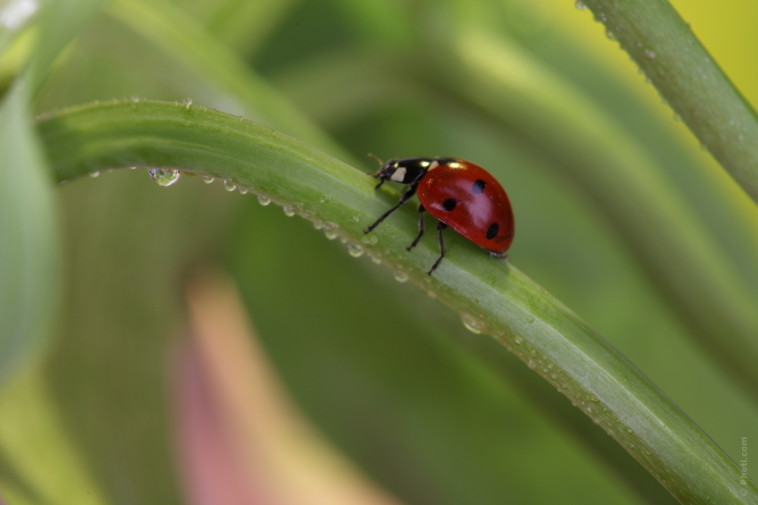 coccinelle